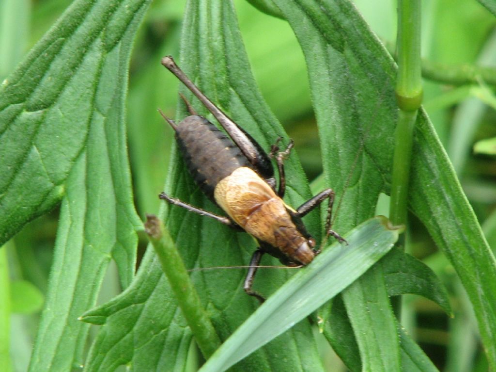 Antaxius difformis??  No, Pholidoptera aptera aptera